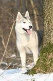 SIBERIAN HUSKY 165